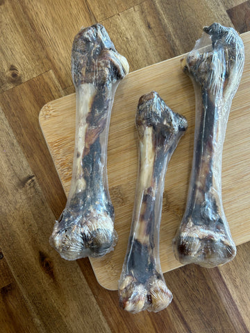 Roo Femur Bone